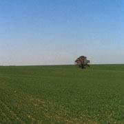 albero solitario