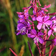fiore di campo