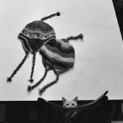 gatto
