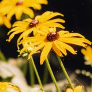 giallo