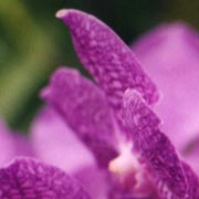 orchidea