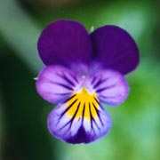 violetta
