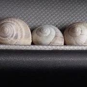 anche le chiocciole possono correre sull'autostrada