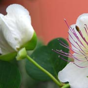 fiore di cappero