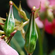 orchidea selvatica