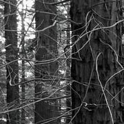 foresta di sequoie
